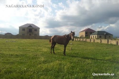 Oğluna 150 minlik maşın, aşpazına vəzifə-ŞAMAXIDA