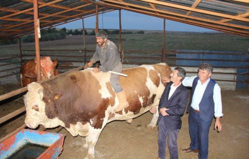 Qurban bayramında 2,2 tonluq buğa kəsiləcək - FOTO