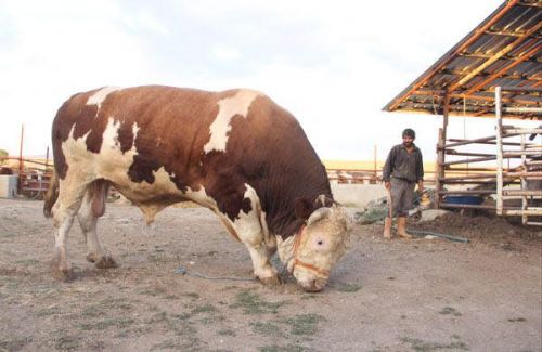 Qurban bayramında 2,2 tonluq buğa kəsiləcək - FOTO