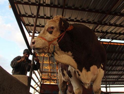 Qurban bayramında 2,2 tonluq buğa kəsiləcək - FOTO