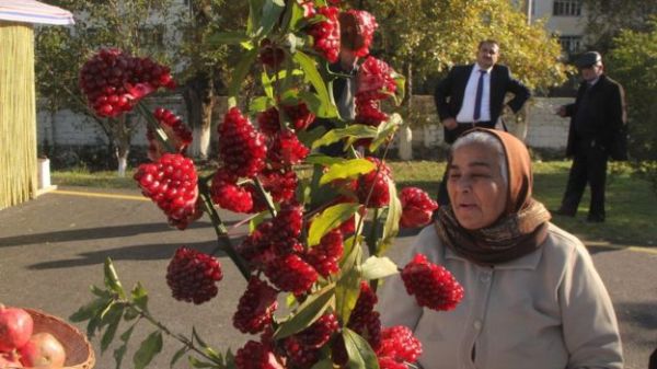 Göyçayda Nar Festivalı keçirildi - FOTO