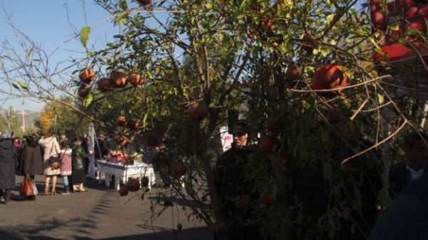 Göyçayda Nar Festivalı keçirildi - FOTO