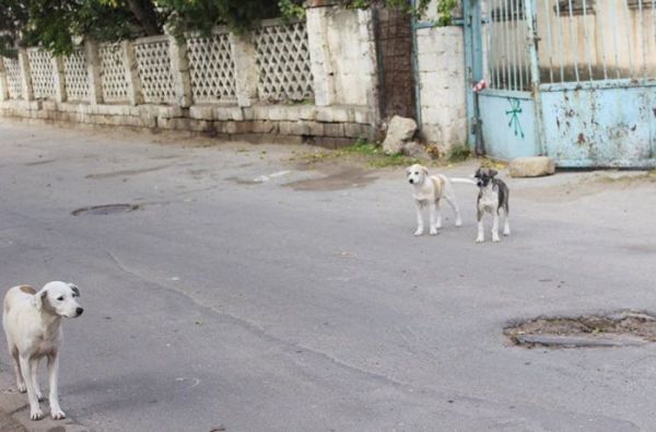 Uşaq bağçasının yerini sahibsiz itlər zəbt edib - FOTO