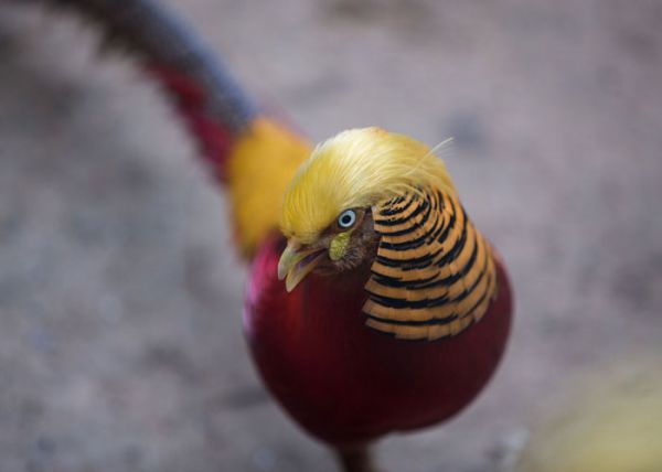 Donald Trampa bənzədilən quş - FOTO