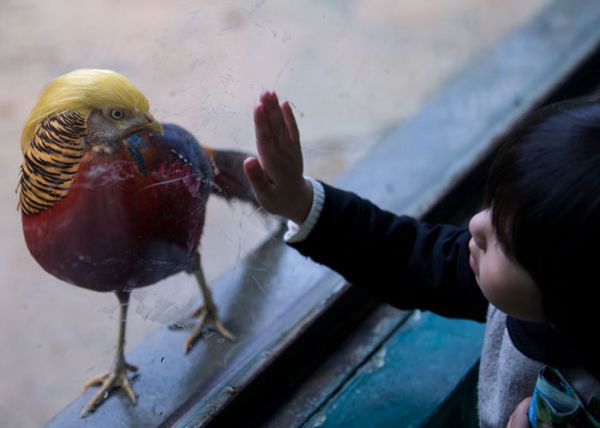 Donald Trampa bənzədilən quş - FOTO