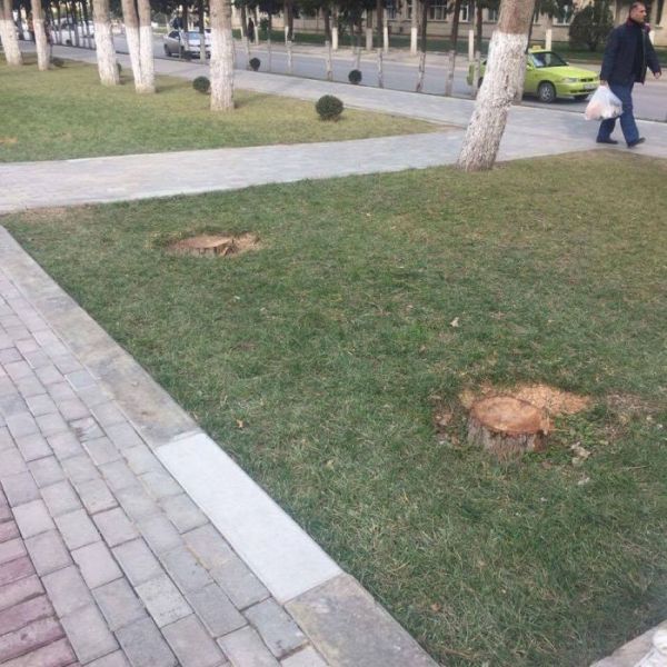 Abşeronun ən gözəl parkı məhv edilir