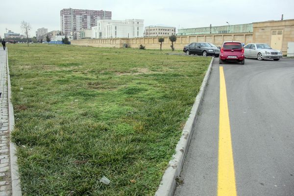 Bakıda parkdakı bütün ağaclar bir gecədə yoxa çıxdı - FOTO - VİDEO