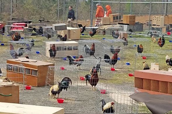 Polis reyd keçirdi, 200 xoruz döyüşdüyünə görə həbs olundu - FOTO