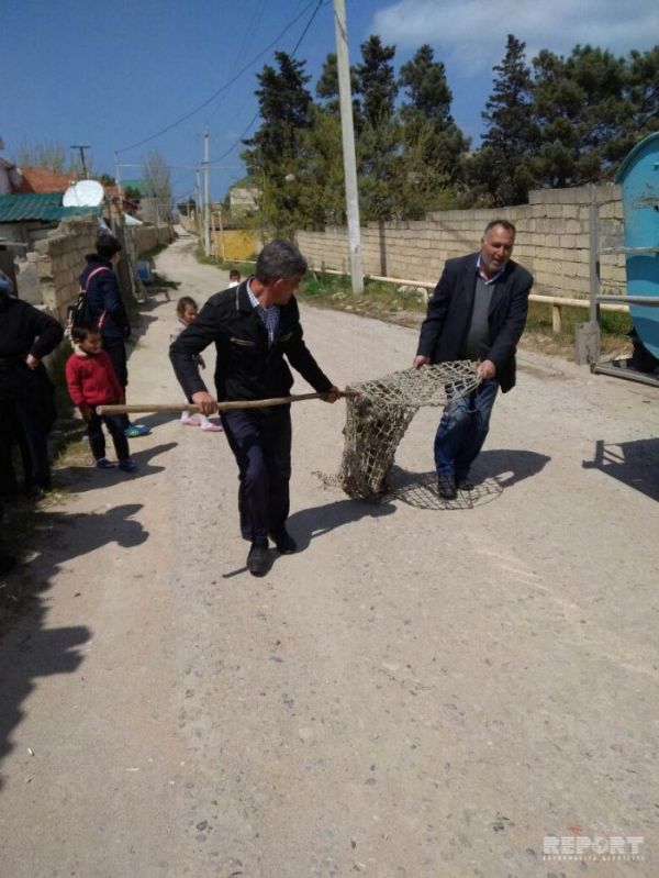 Sumqayıtda küçə itlərini belə tuturlar - FOTO