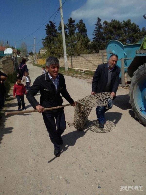 Sumqayıtda küçə itlərini belə tuturlar - FOTO