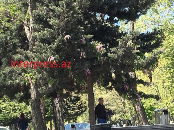 Bakının florasında qeyri-adi olay - Şam ağacı gül açdı - FOTO