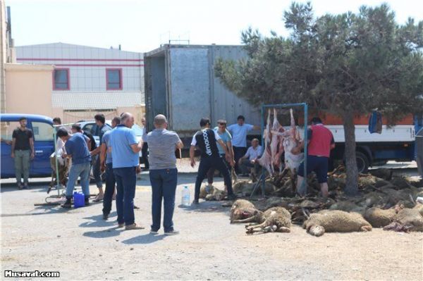 Bakıya gətirilən 70-dən çox qurbanlıq qoyun tələf oldu