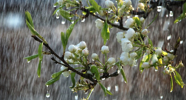 Havanın temperaturu 4-7 dərəcə aşağı enəcək – XƏBƏRDARLIQ