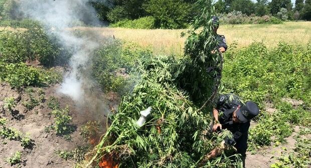 Ağdaşda bir tondan çox narkotik bitki məhv edildi – FOTO
