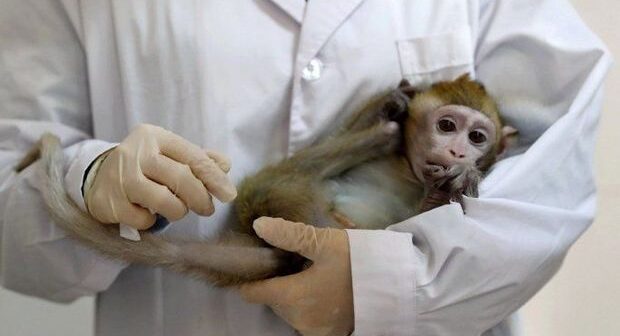 Koronavirus peyvəndləri makakalarda sınaqdan keçirildi