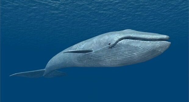 12 metrlik nəhəng balinanın ölüsü sahilə çıxdı – FOTO