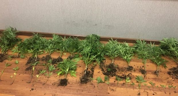 Xaçmazda narkotik becərən şəxs tutuldu – FOTO