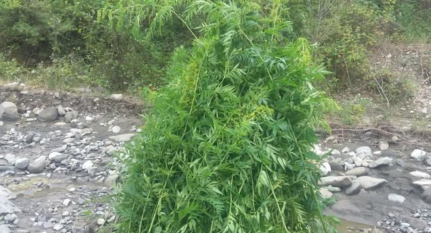 İsmayıllıda 903 kiloqram narkotik vasitə məhv edildi – FOTO