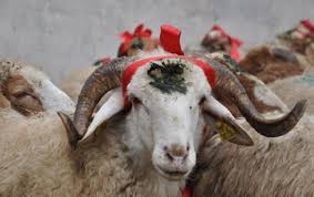 Qurban bayramı ilə bağlı satış məntəqələri açıqlanacaq