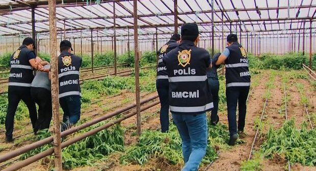 Bir tona yaxın narkotik tərkibli çətənə kolu dövriyyədən çıxarılıb