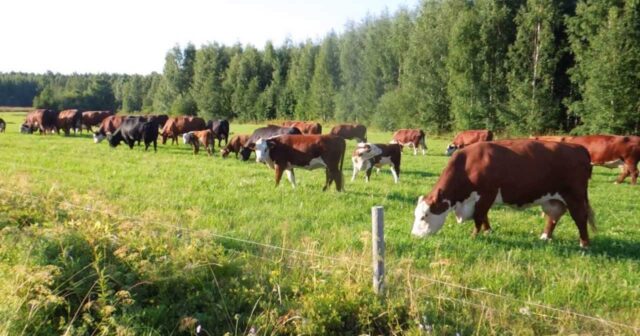 Aqrar sığorta ilə mal-qara belə sığortalanacaq – Fermerlərin diqqətinə
