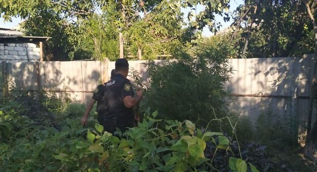 Ağdaşda narkotik vasitə becərən Bakı sakini saxlanıldı – FOTO