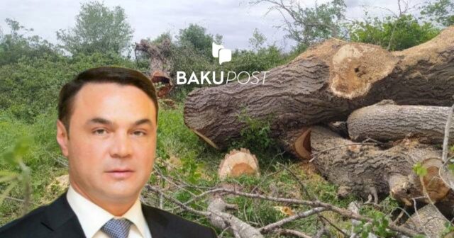 Deputat hektarlarla meşə sahəsini məhv etdi – Xaçmazda “yaşıl terror” – VİDEO