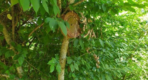 Xocavənddə ağacda tapılan mina ilə bağlı RƏSMİ AÇIQLAMA – FOTO