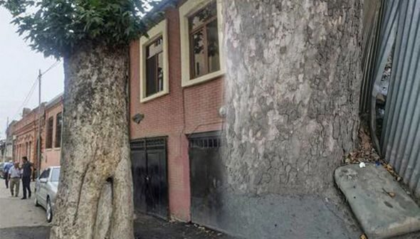 Gəncədə ağacların dibi betonlandı – FOTO