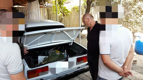 Zaqatalada külli miqdarda marixuana aşkar edildi – FOTO
