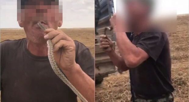 Zəhərli ilanla “fokus” həyatı bahasına başa gəldi – VİDEO