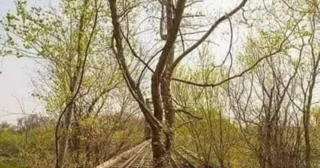 Daha bir erməni izi – Naxçıvan dəmiryolunun ortasında ağac bitib – FOTO