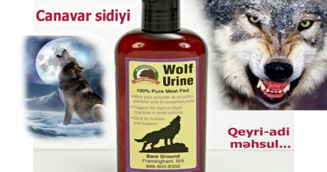 Satışa çıxarılan CANAVAR SİDİYİ nə üçün nəzərdə tutulub? – ŞOK CAVAB