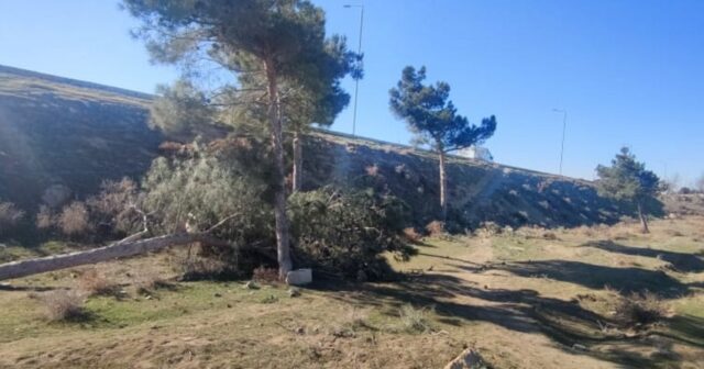 Bakı-Şamaxı yolunda şam ağacları kəsilib