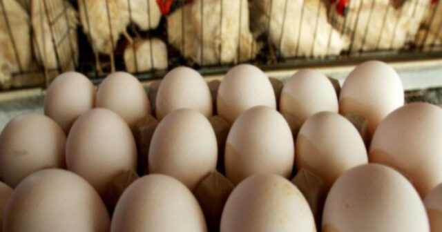 Ölkəyə diri quş və yumurta idxalı məhdudlaşdırıldı