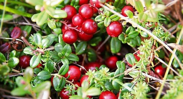 Koronavirusdan qoruyan giləmeyvə açıqlandı
