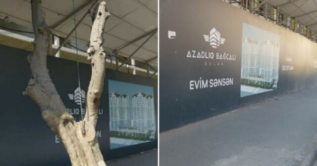 Bakıda yoxa çıxan ağac tapıldı – YENİLƏNİB – FOTO