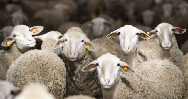 Bakıda və Abşeronda Qurban bayramı yarmarkası keçiriləcək
