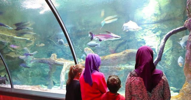 İraq və Suriyadan Vətənə qaytarılan uşaqların Bakı Zooloji Parkına ekskursiyası təşkil edilib
