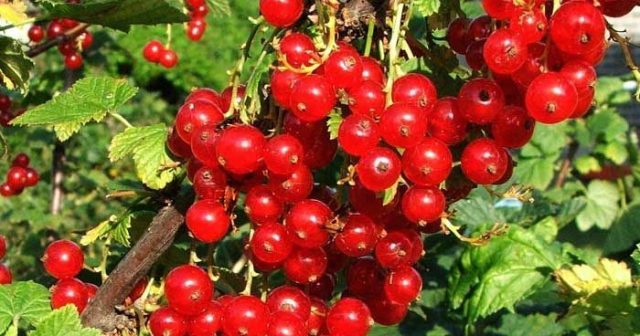Yaşlı adamlar hər gün bu giləmeyvəni yeməlidir – Alimlər