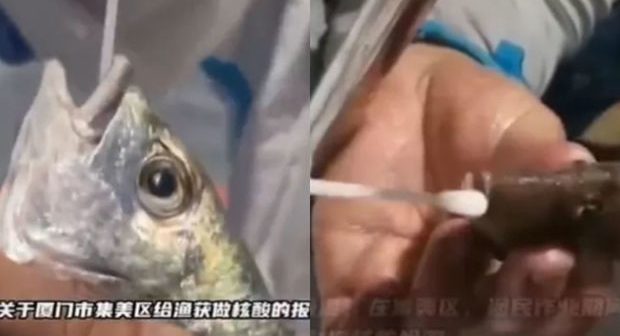 Çində balıqlara da COVID-19 testi edilir – VİDEO