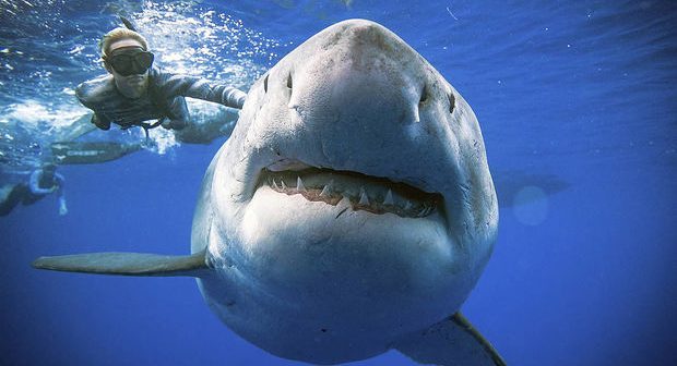 Britaniyada son 175 ildə ilk dəfə köpəkbalığı insana hücum etdi