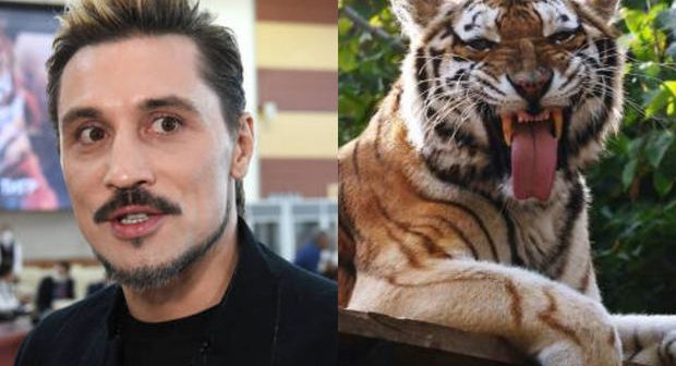 Dima Bilan pələngi himayəsinə götürdü
