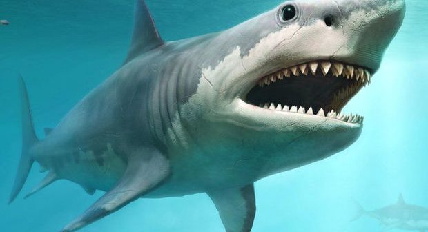 İstirahətə yollanan qadını köpək balığı parçaladı – VİDEO