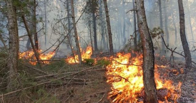 Yanğınlar Avropada azı 700 min hektar meşəni məhv edib