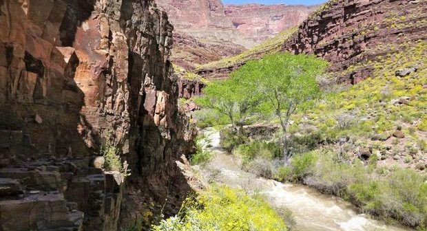 Böyük Kanyonda turist istidən öldü – VİDEO