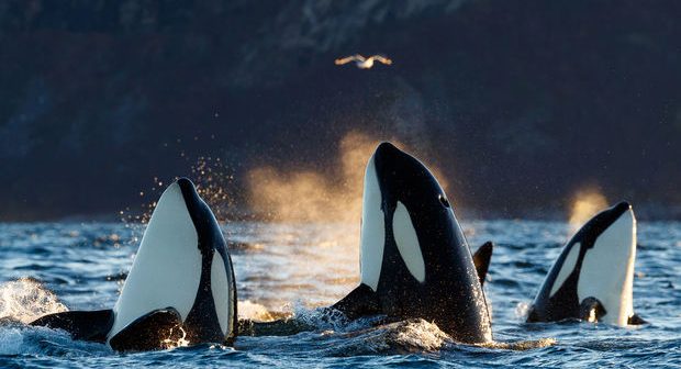 Qatil balinalar yelkənli qayığı deşib, sükanı sındırdılar – VİDEO