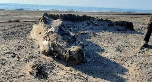 Dəniz sahilində tapılan əjdaha görünüşlü naməlum varlıq təəccübləndirdi – FOTO