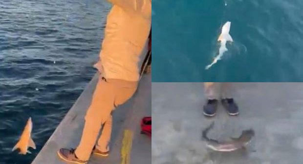 Türkiyədə kişi dənizdən köpəkbalığı çıxardı – VİDEO