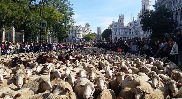Qoyunlar Madrid küçələrini “işğal” etdilər – VİDEO